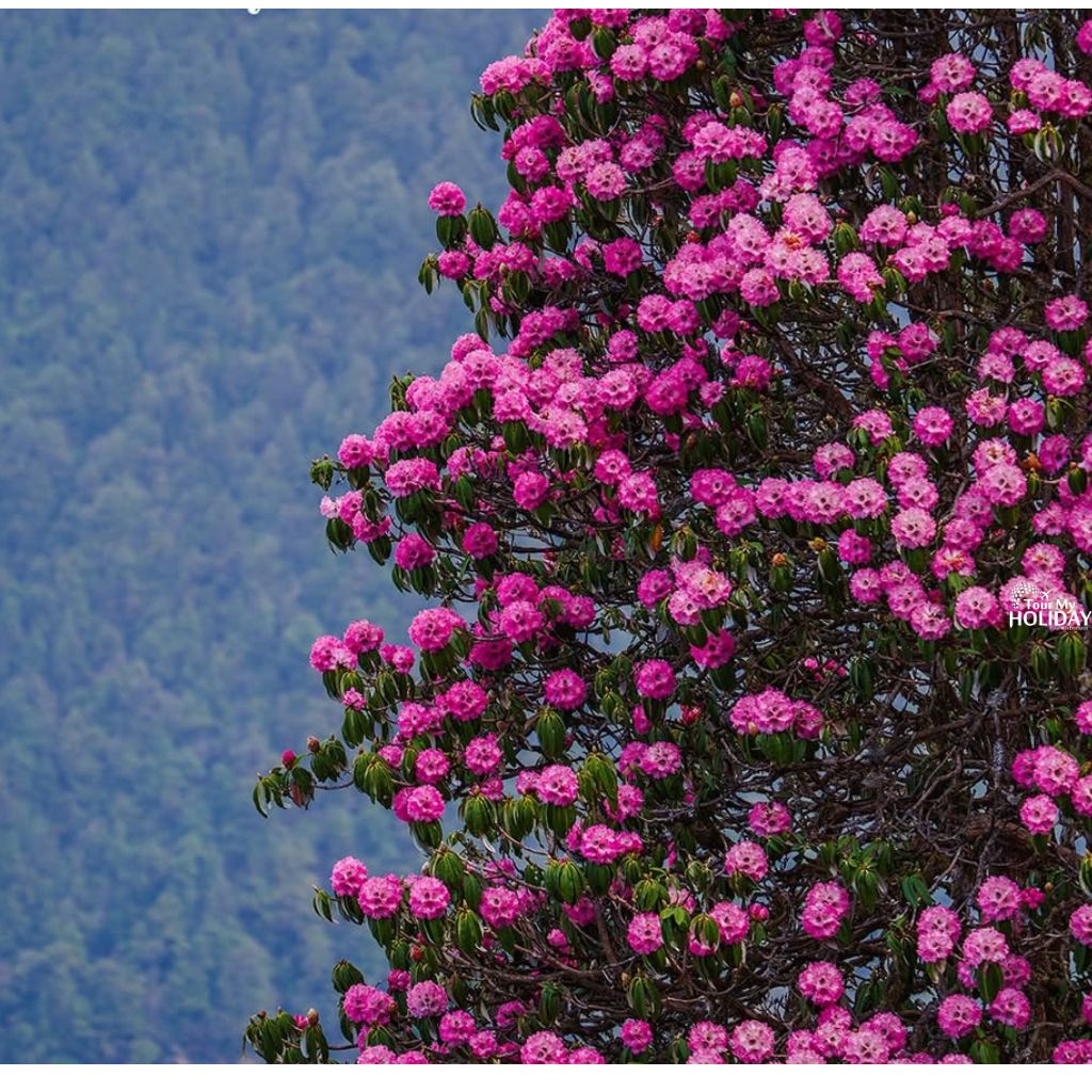 Scenic view of chopta