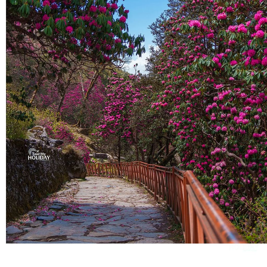 chopta tour package