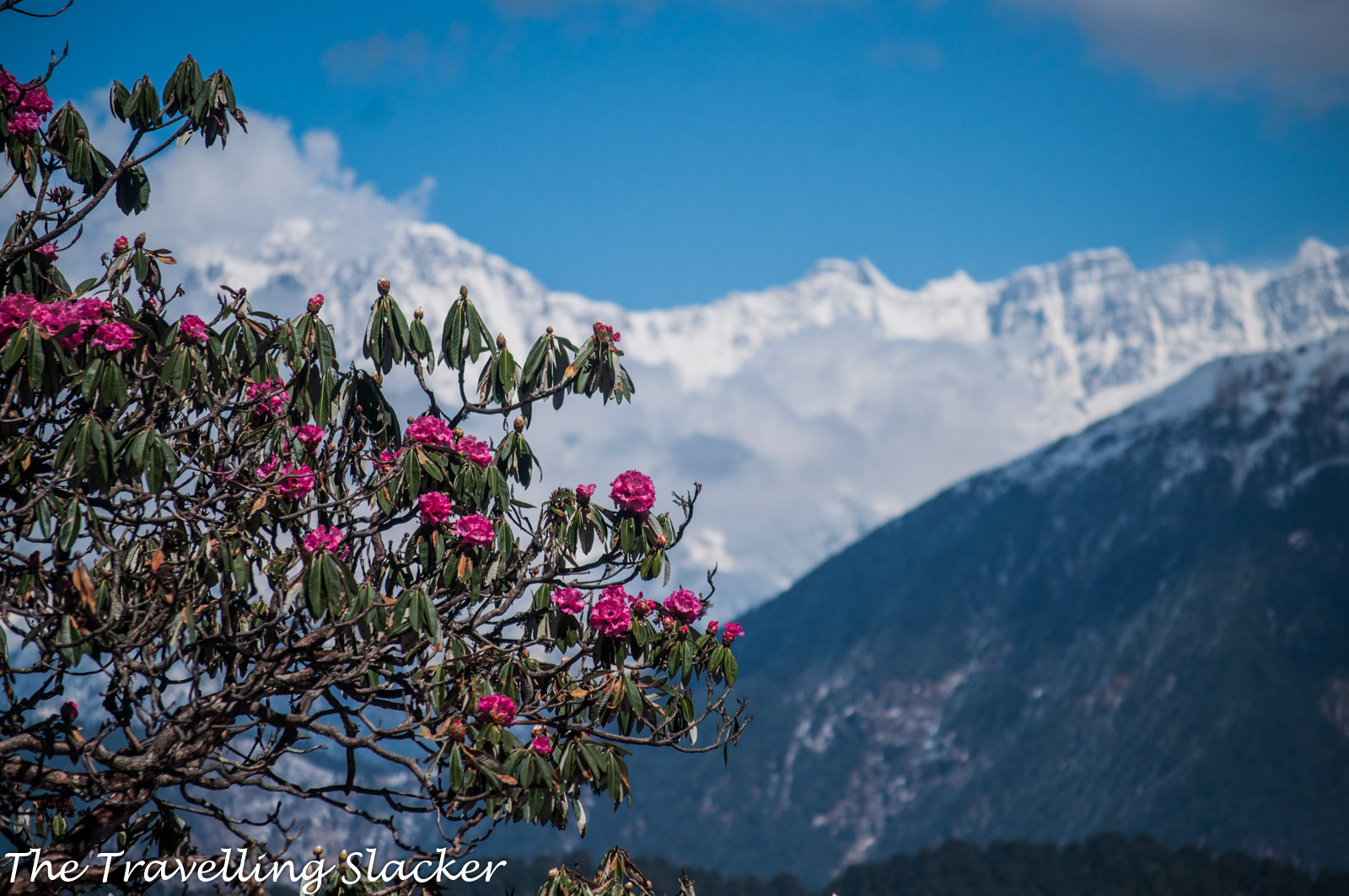 chopta tour package