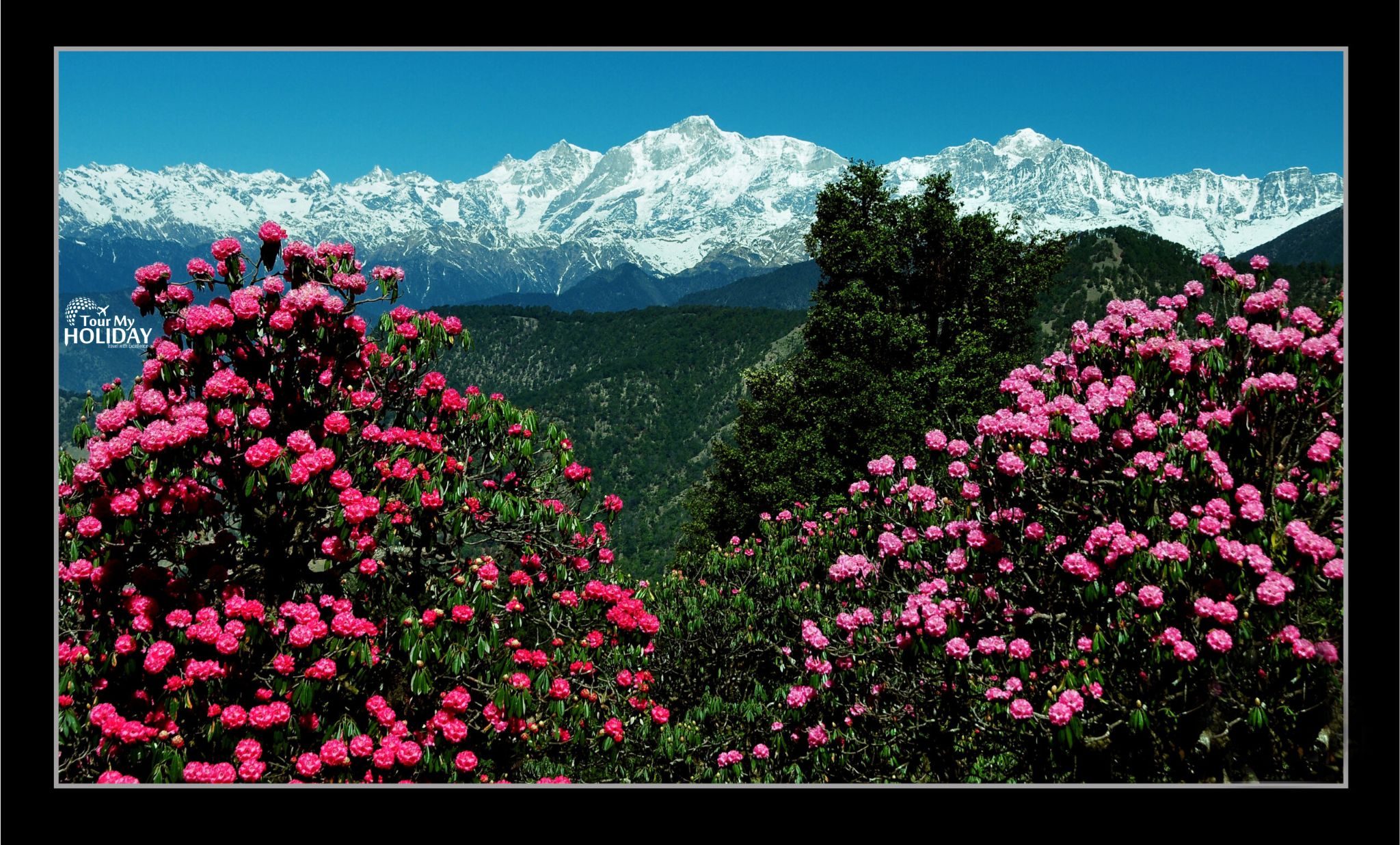 Scenic view of chopta